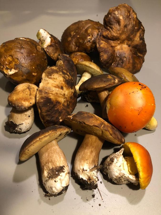 B&B Il Vecchio Molino Quercianella Zewnętrze zdjęcie